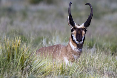 What are the kinds of antelope?