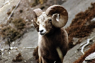 Bighorn Sheep