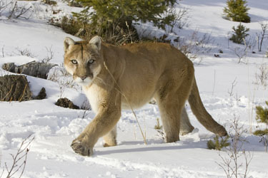 Cougar