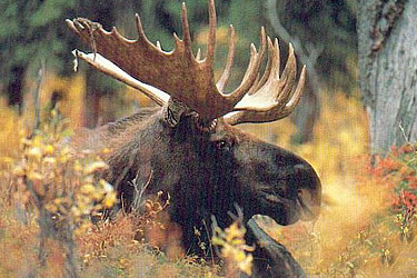 Moose