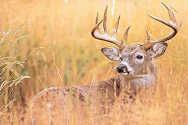 Whitetail